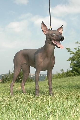 ugly dog breeds. Peruvian Hairless Dog (this